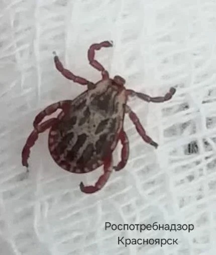 КЛЕЩИ ВСЕ ЕЩЕ АТАКУЮТ