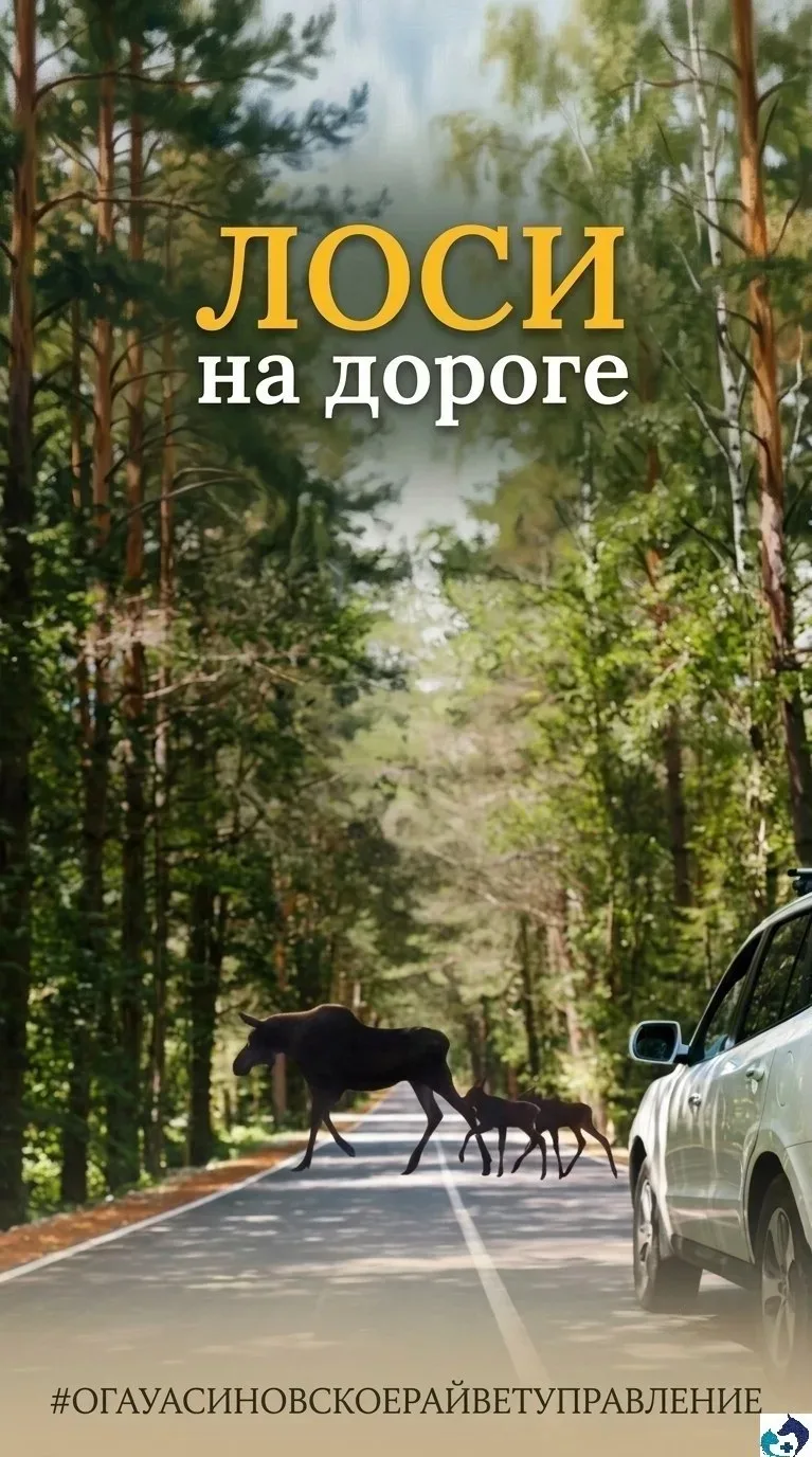 ❗️❗️❗️ОСТОРОЖНО ЛОСИ❗️❗️❗️