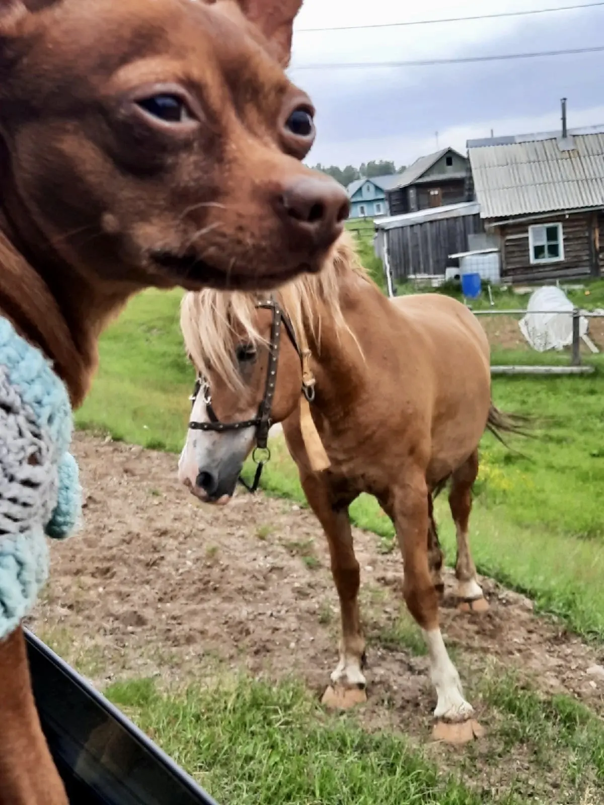 🐾🙈😂