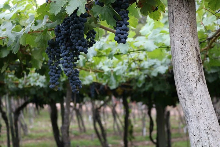 🍷 Винный тур в Узбекистан

8 дней, где древняя история восточных городов и искусство виноделия скла