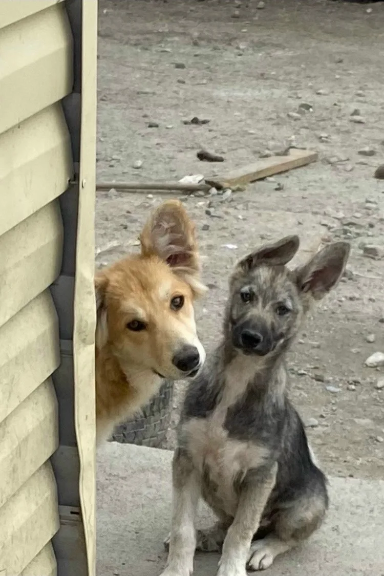 Нужен Дом щенкам !