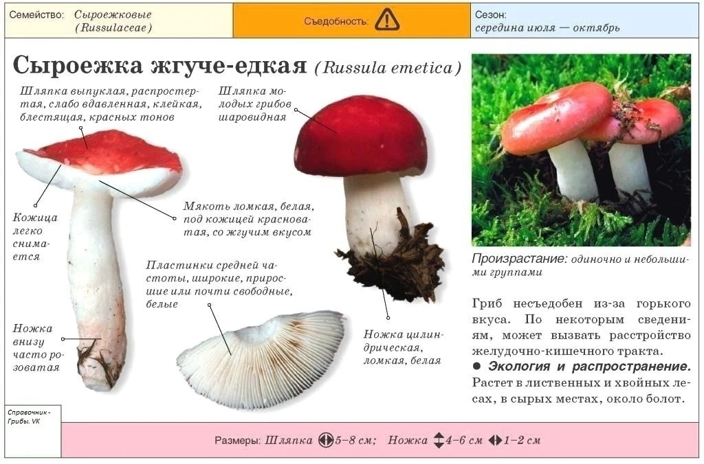 Сыроежка жгуче - едкая.