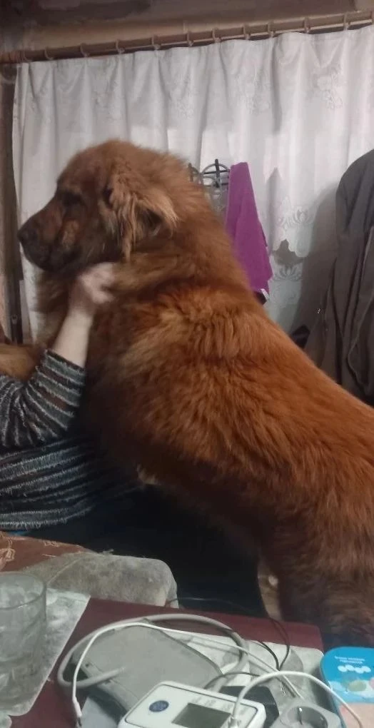 Помогите распространить ❗❗❗Ищет новый дом и сильного, понимающего хозяина великолепный ...