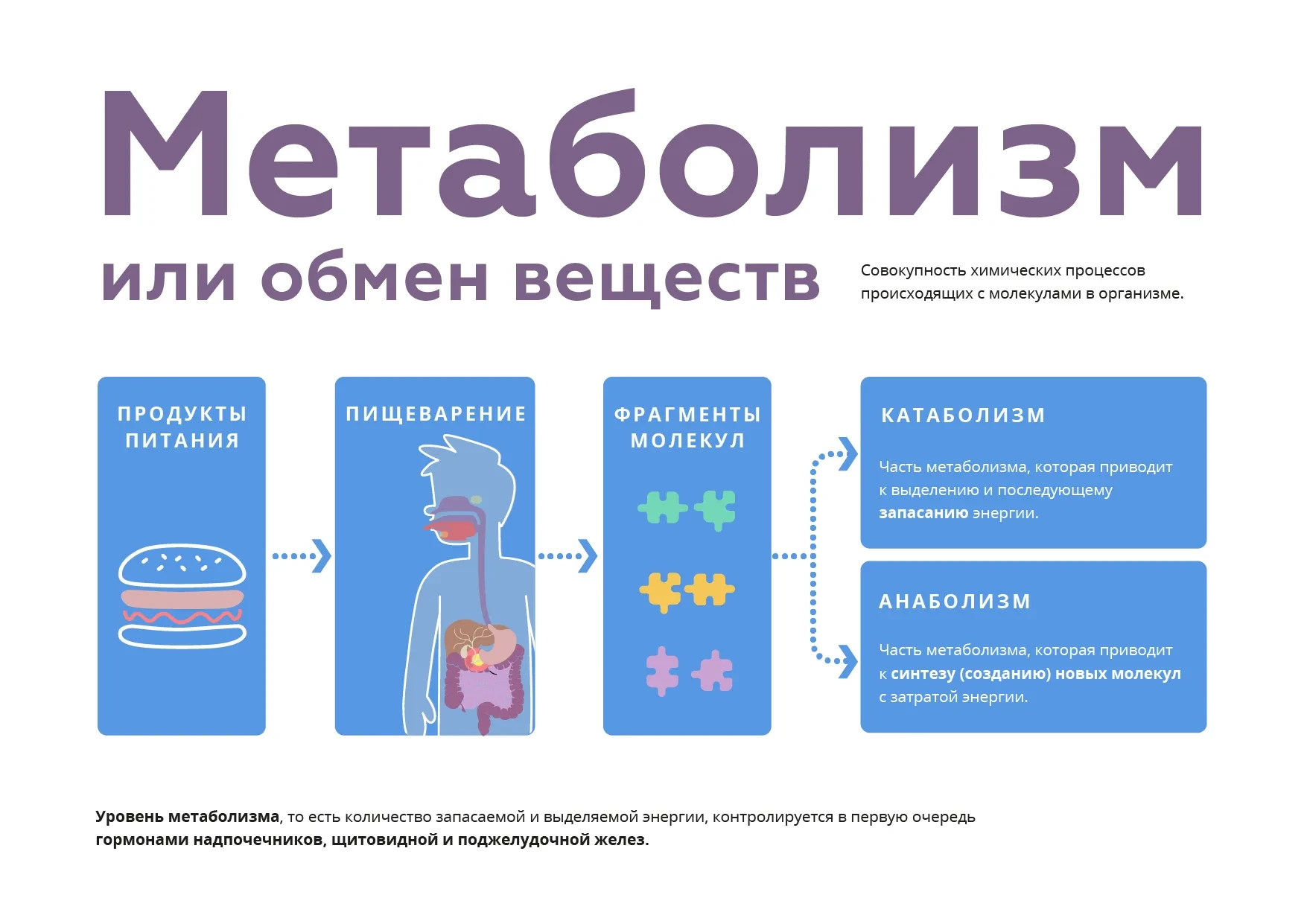 Ленивый ликбез: почему после 30 тяжелее худеть?

Спойлер: не из-за замедленного метаболизма. Он почт