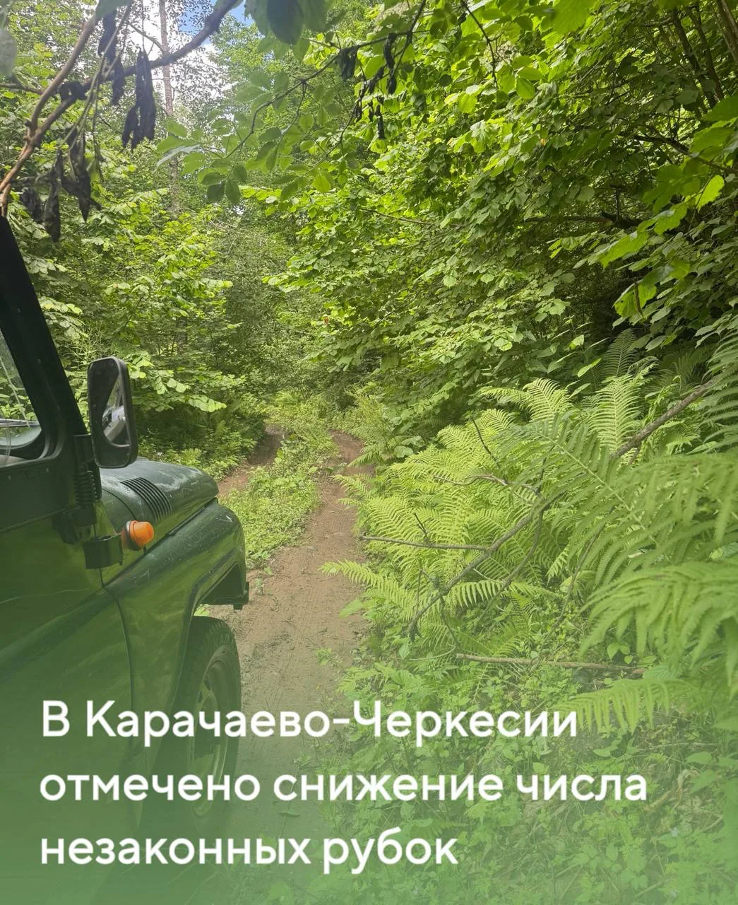 В Карачаево-Черкесии отмечено снижение числа незаконных рубок

В Карачаево-Черкесской Республике под