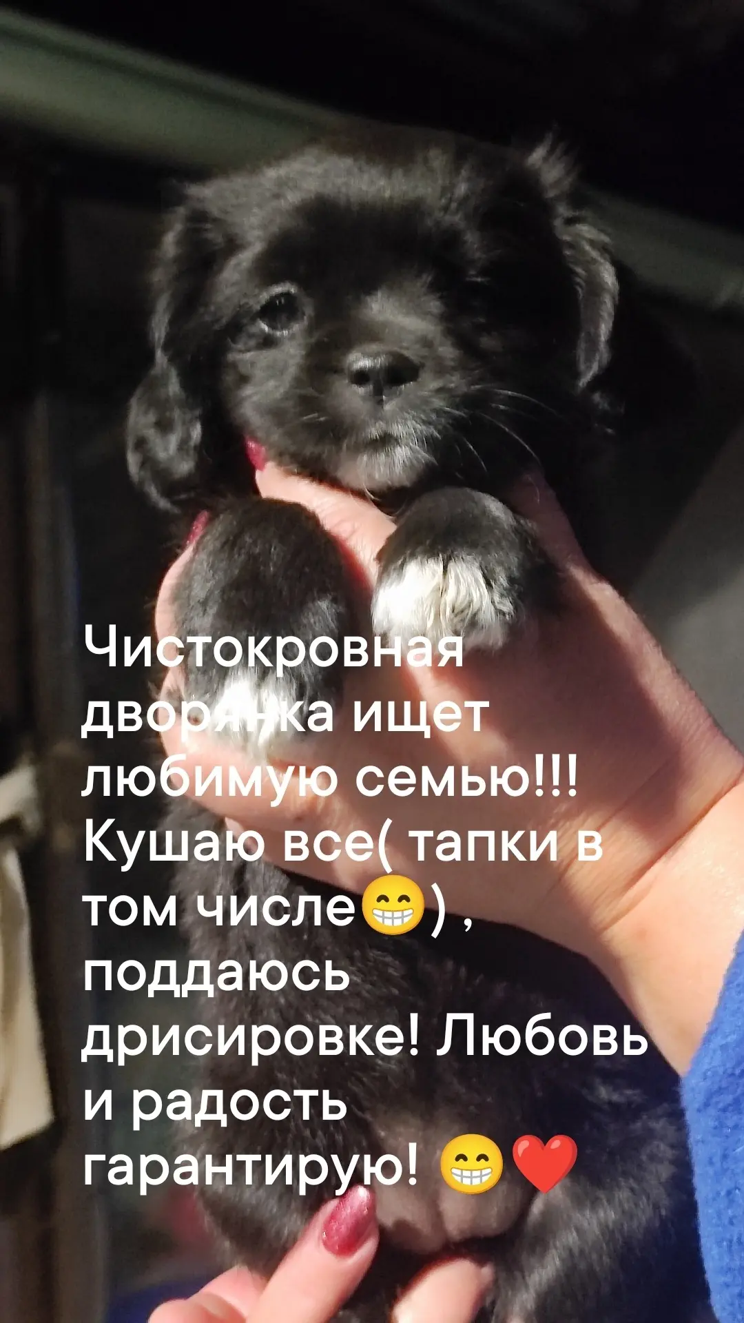 😍 Вы только посмотрите на эту очаровательную и умную малышку, которая ищет любящего и ...