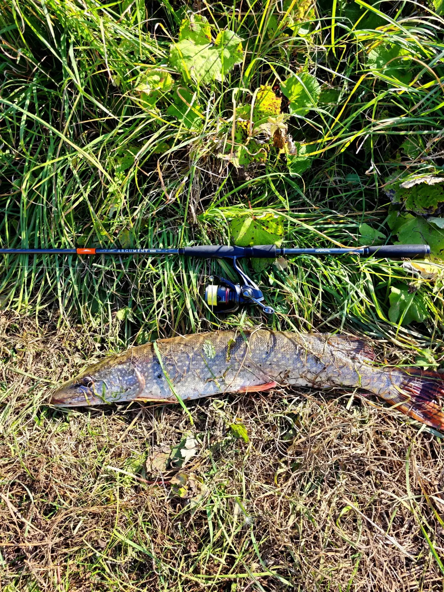 Нагаево, в пруду 3 кг🎣