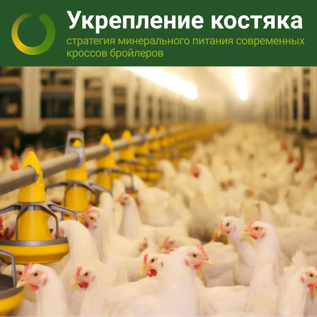 Современное мясное птицеводство позволяет максимально реализовывать потенциал физиологи...