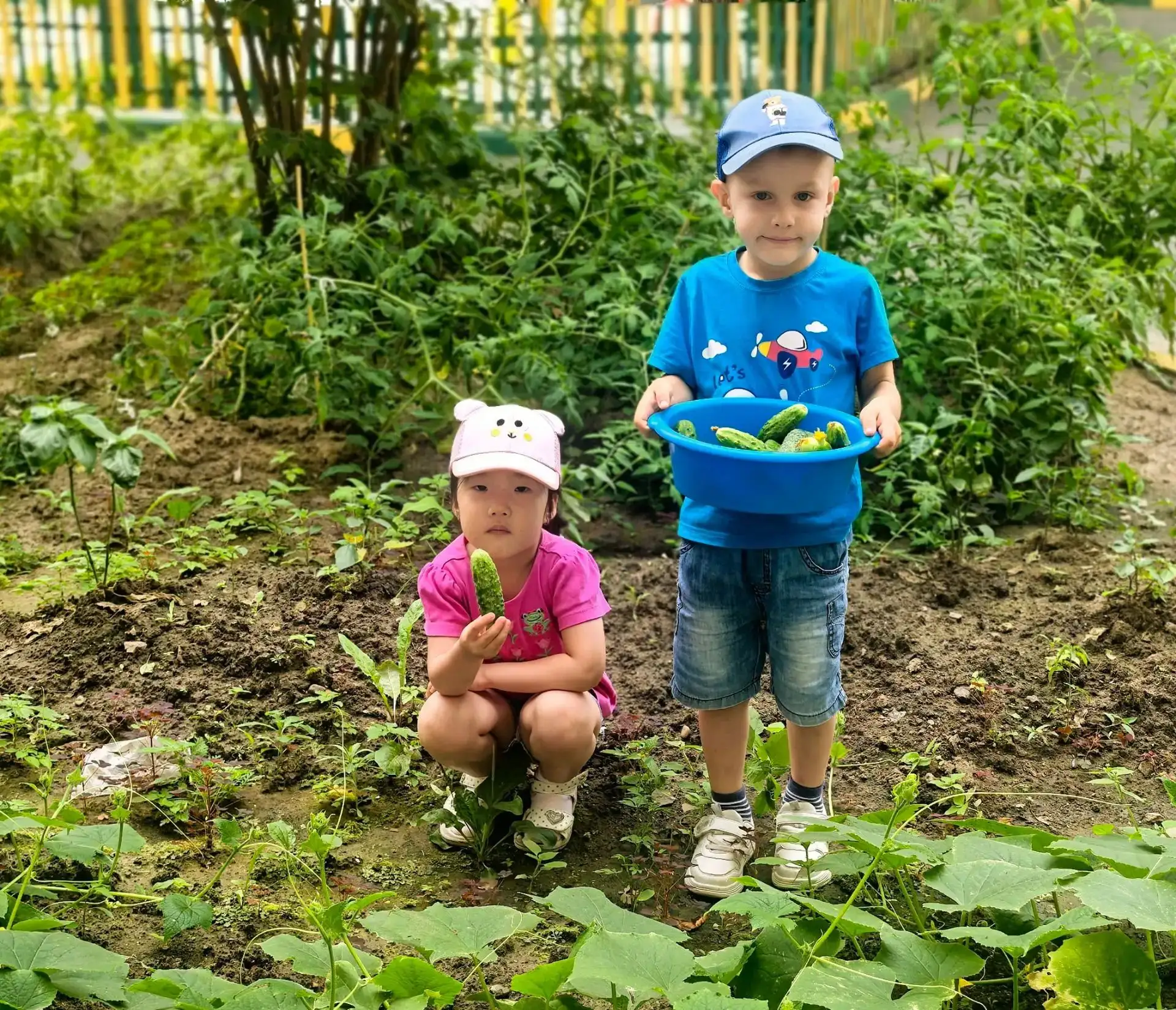 Красное vs Зелёное: битва урожая в нашем саду! 🍅🥒
