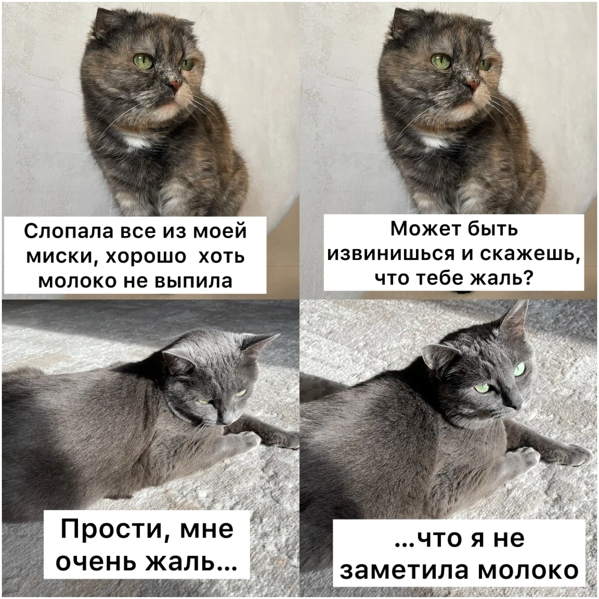 Примите мои искренние сожаления😺
