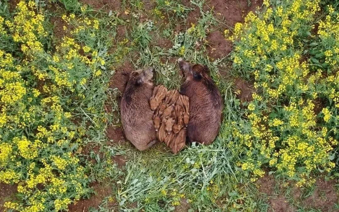 В сибирском лесу заметили семейство спящих кабанчиков 🐗💤