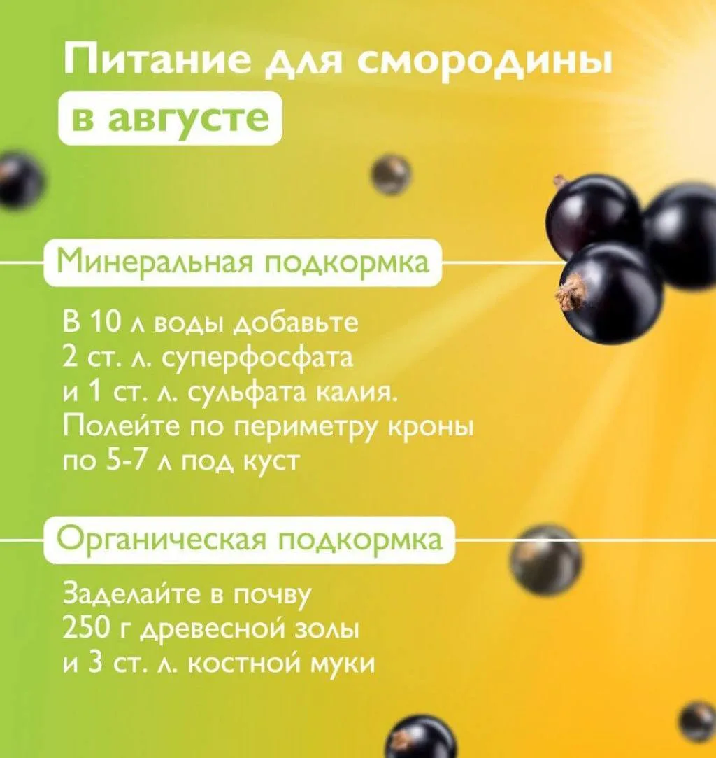 Питание смородины в августе