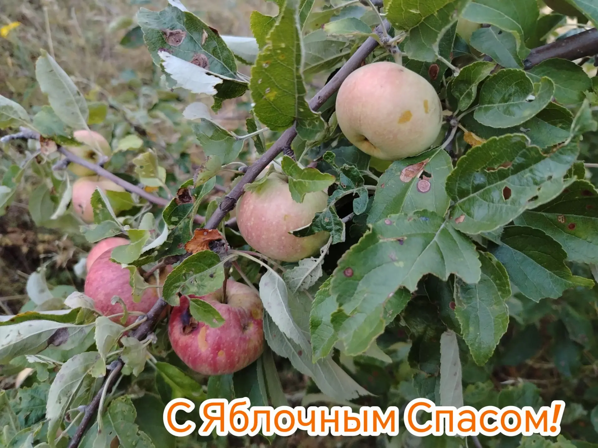 Сегодня православный мир отмечает Преображение Господне. На Руси этот праздник получил ...