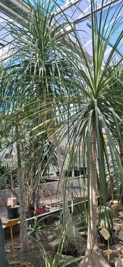 ЭКСКУРСИЯ В БОТАНИЧЕСКОМ САДУ 🌳  Ученики 5 «Л» класса окунулись в волшебный мир природы во время экс