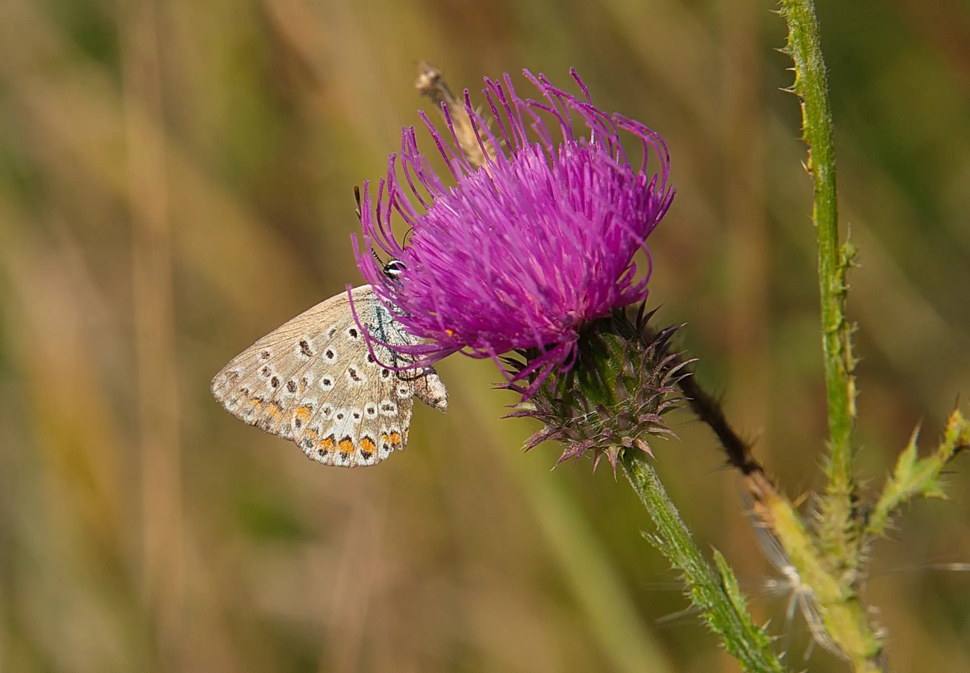 Сегодня вам позирует Голубянка красивая - Polyommatus bellargus