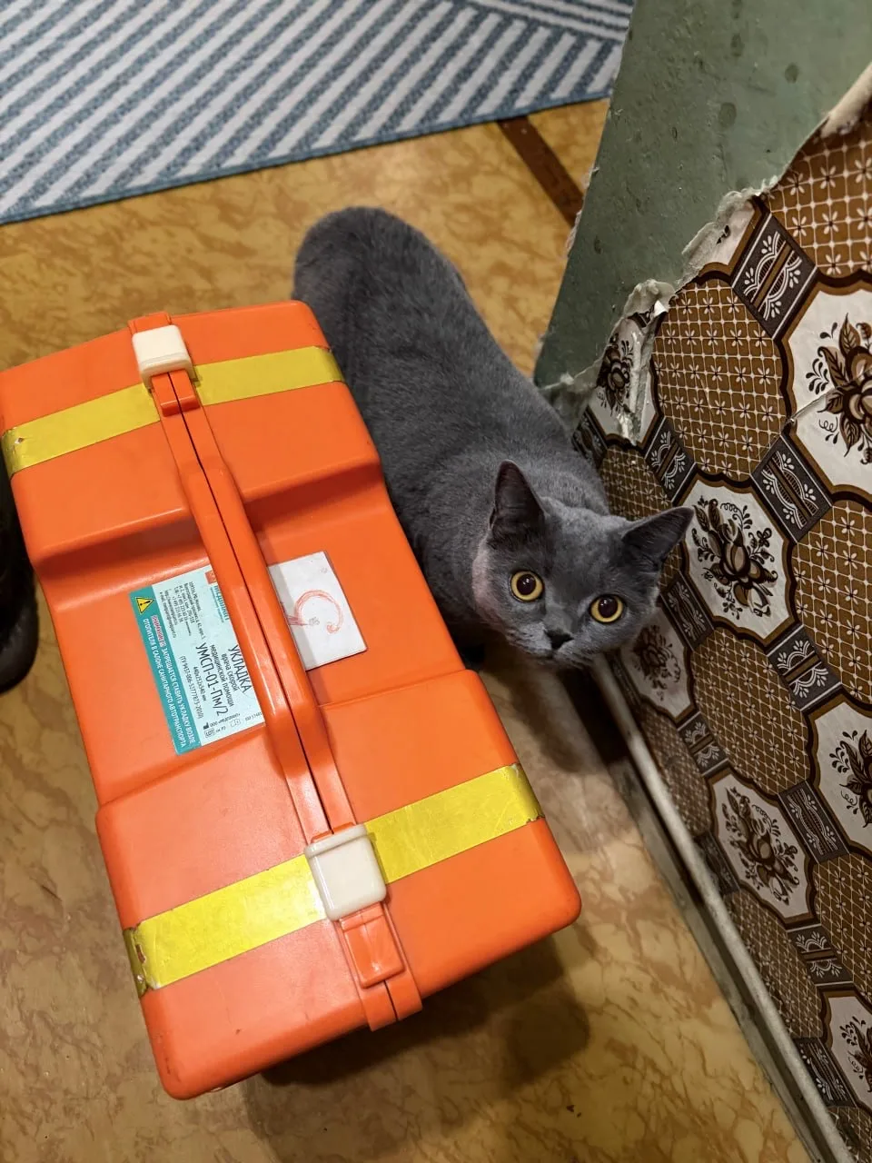 Кошачью подборочку в ленту ❤️