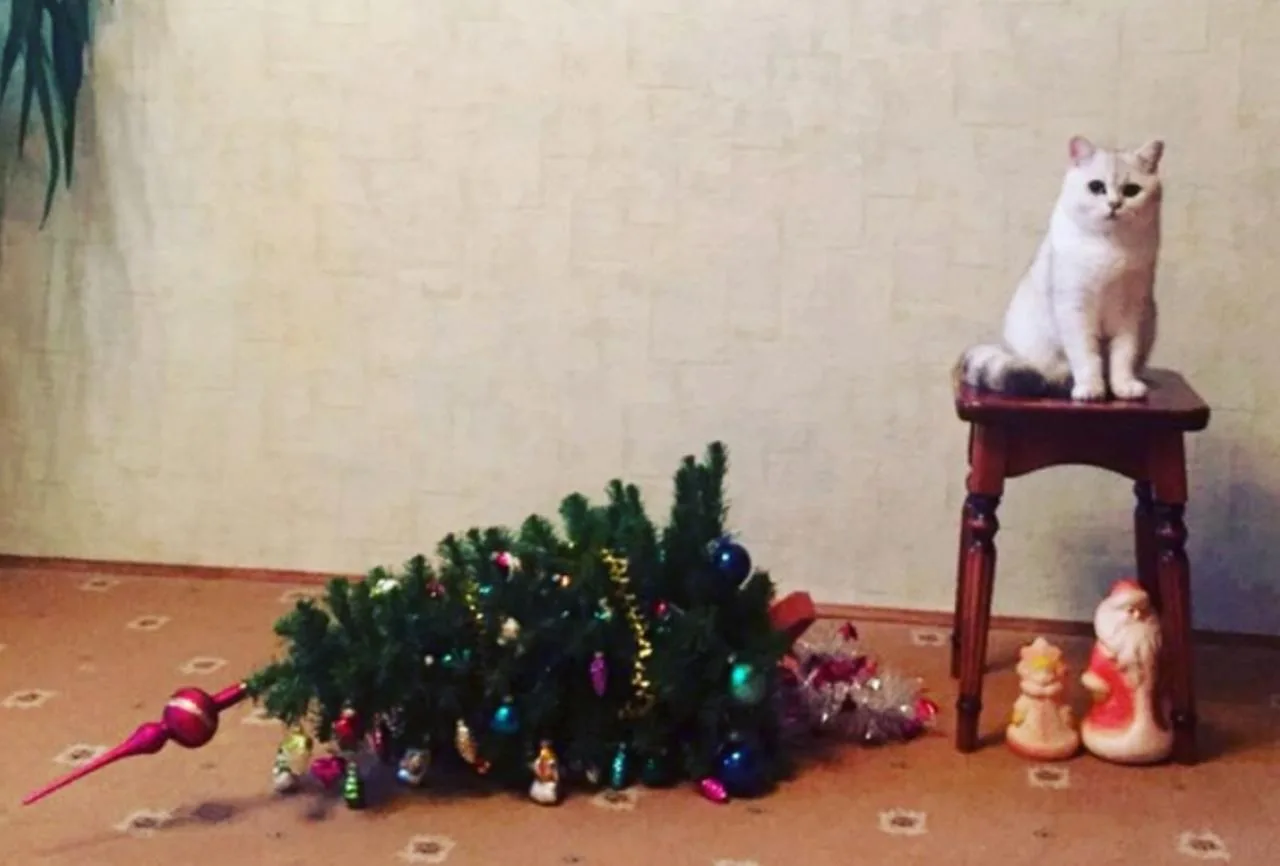 🌲Когда убирать ёлку? Праздники закончились, новогоднее настроение испарилось, а ёлочка...