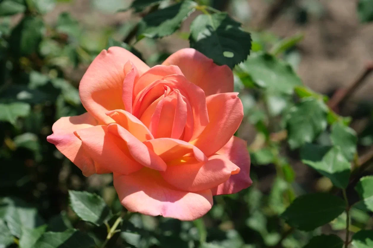 Кадры дня. Лето в станице!🌹🌺🌸