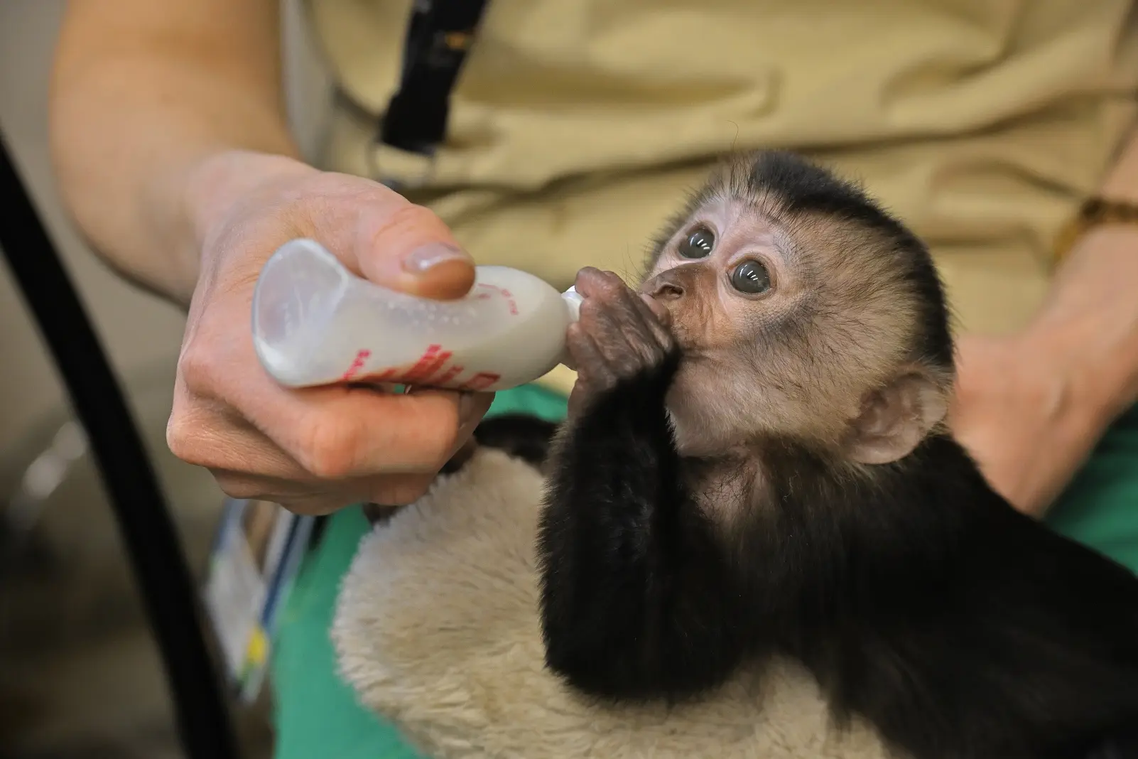 Конкурс на имя для самки вандеру!😍  🐒 22 декабря 2025 года на свет появилась самка вандеру (львинохв