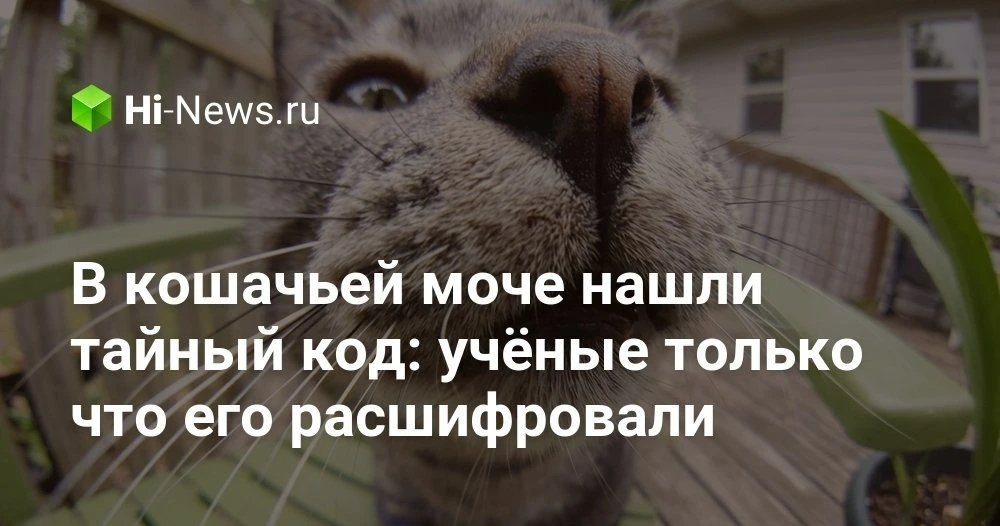 Почему кошки так странно реагируют на запах мочи и что в ней нашли учёные