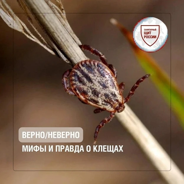 Кажется, мы знаем о клещах всё – но это не так.
Проверьте себя.
Напишите в комментариях✏️: где миф, 