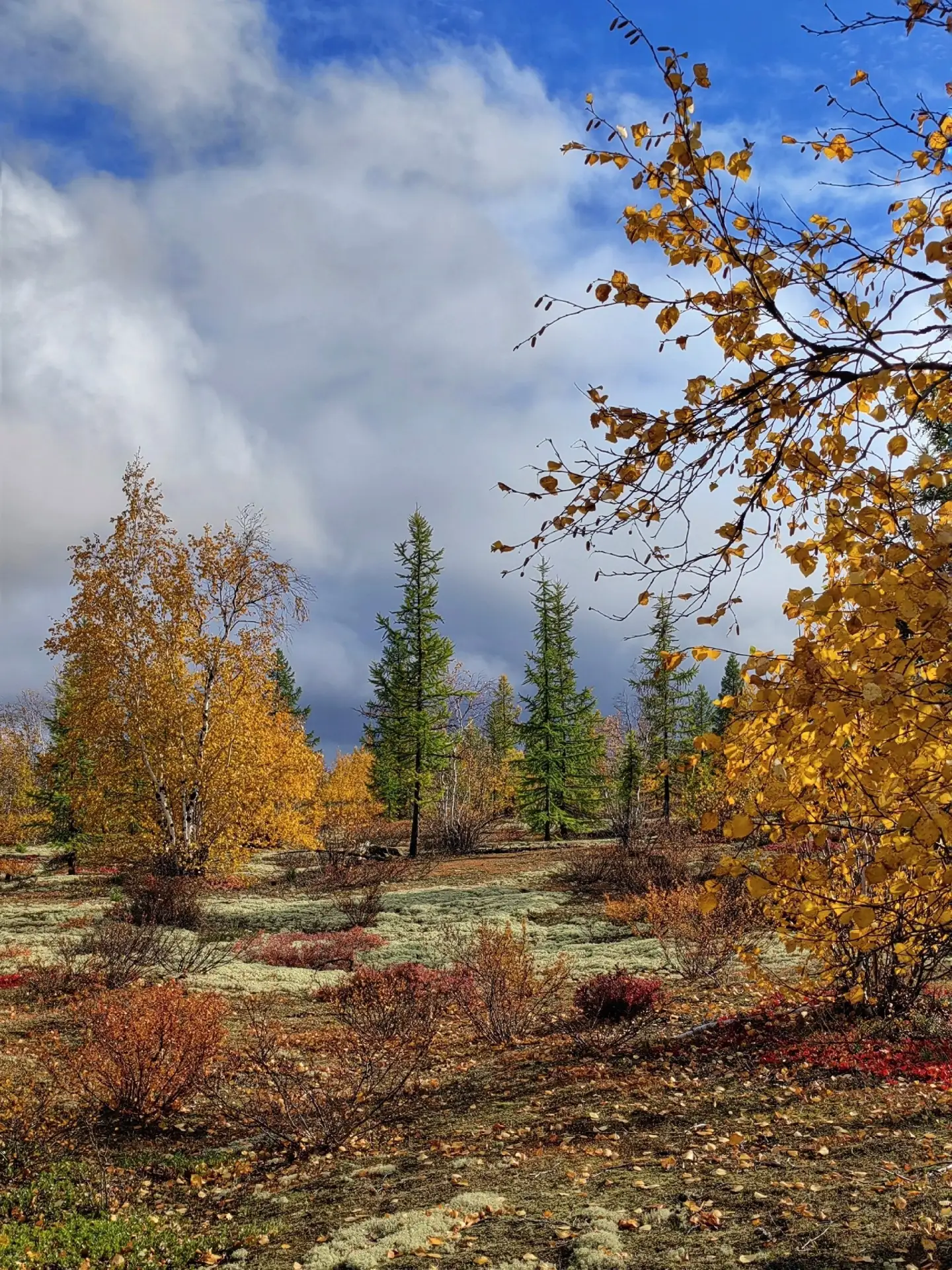 Осень на Ямале🍂🍁
