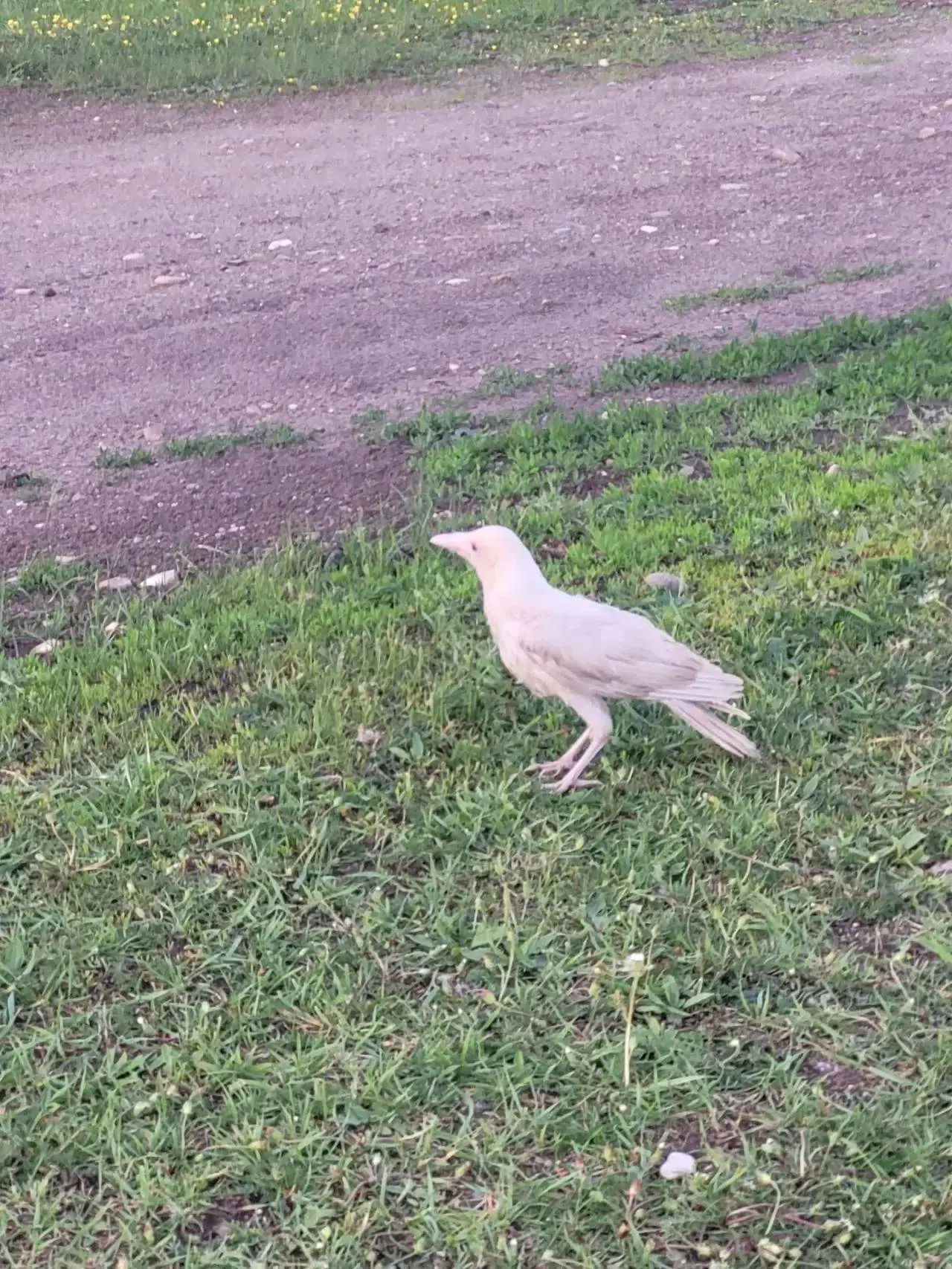 Белая ворона — к удаче: редкую птицу заметили в Ленском районе Якутии 🐦‍⬛🤍