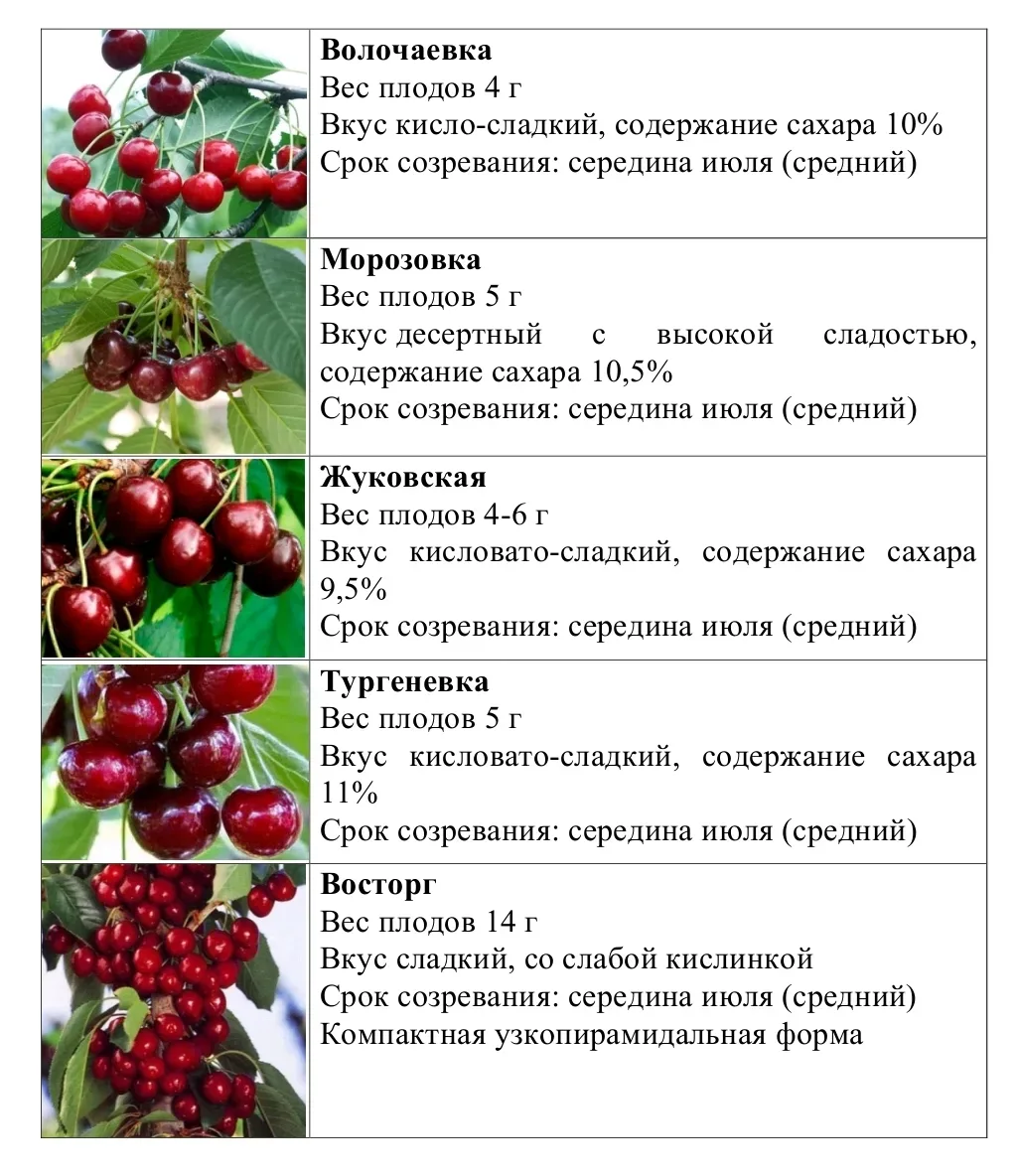 Цветущие вишни в майском саду,  что может быть прекраснее нежных цветков  на фоне голуб...