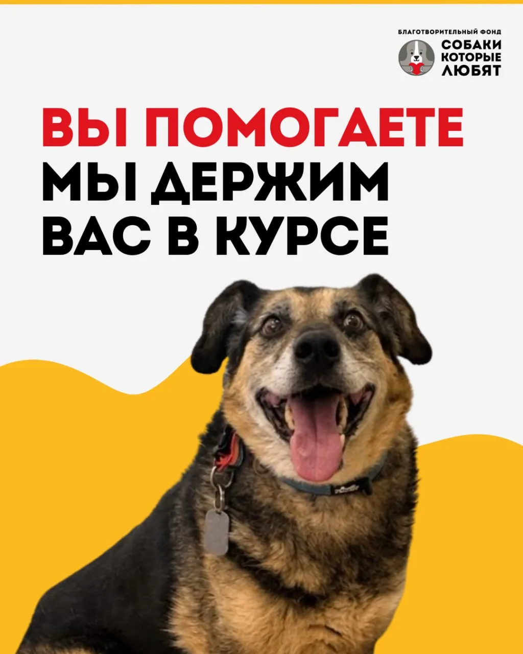 Поддержали хвостика - узнаете, как он поживает 🐾