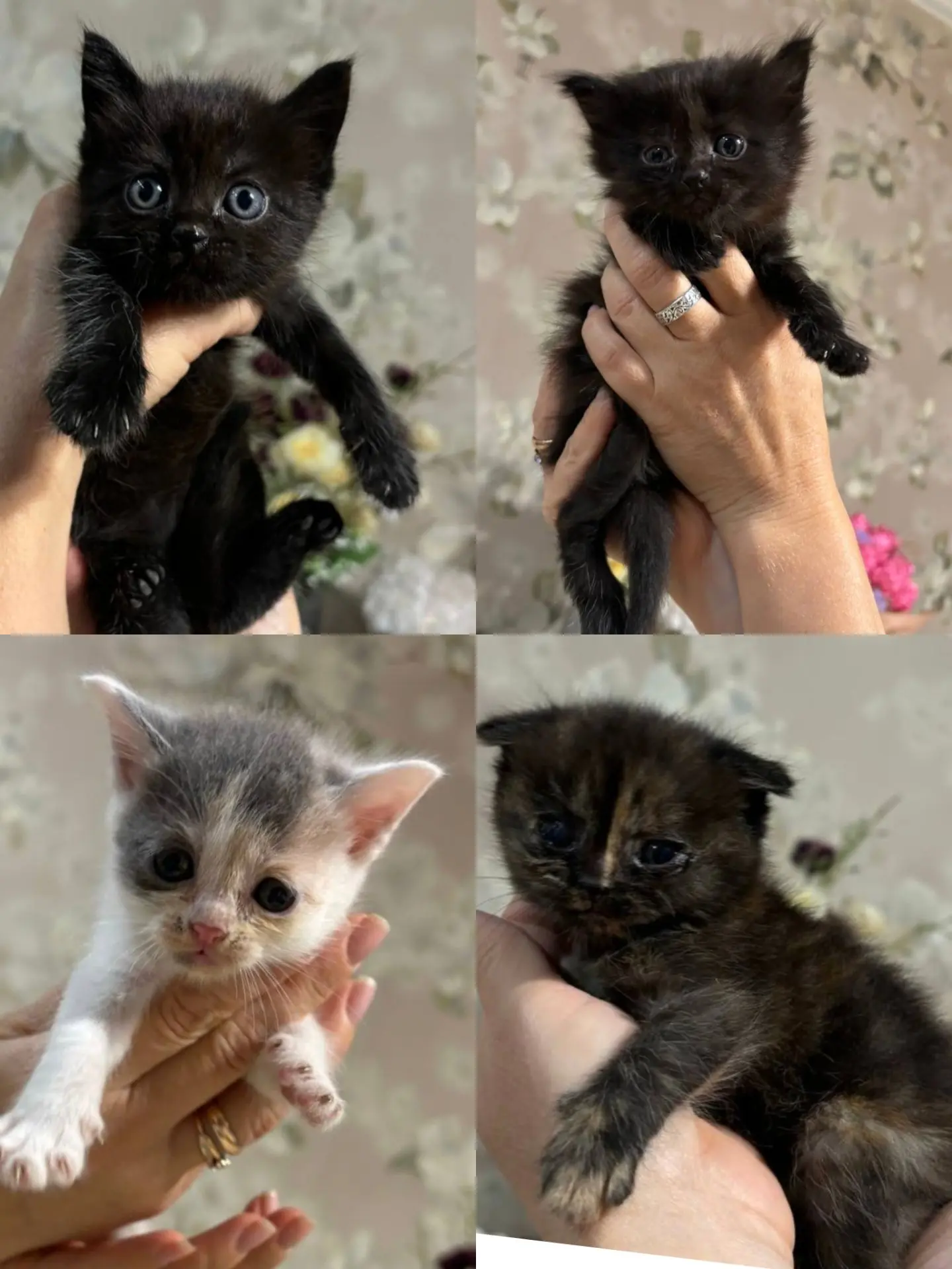 Котята в добрые руки 🤗 Кушают всё, к лотку приучены. Возможна доставка 😉 телефон 8918...