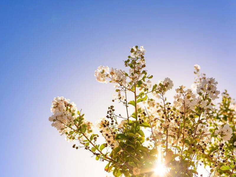 ☀️ Кажется, лето все-таки нашло дорогу в Иркутскую область. На этой неделе синоптики об...