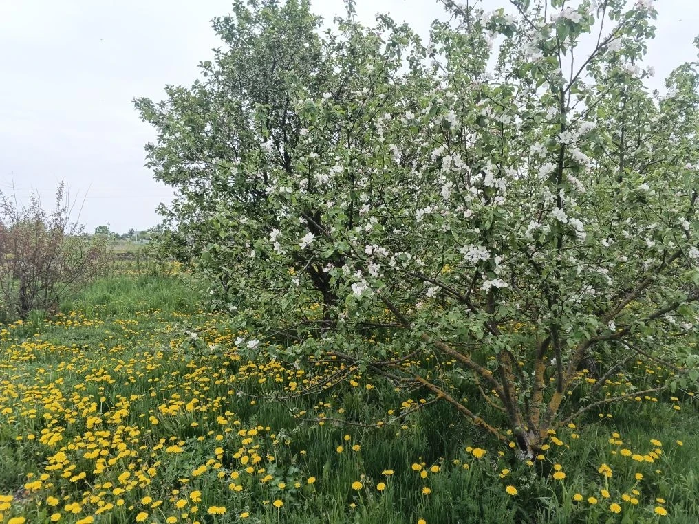 У нас весна, цветут деревья 🌷