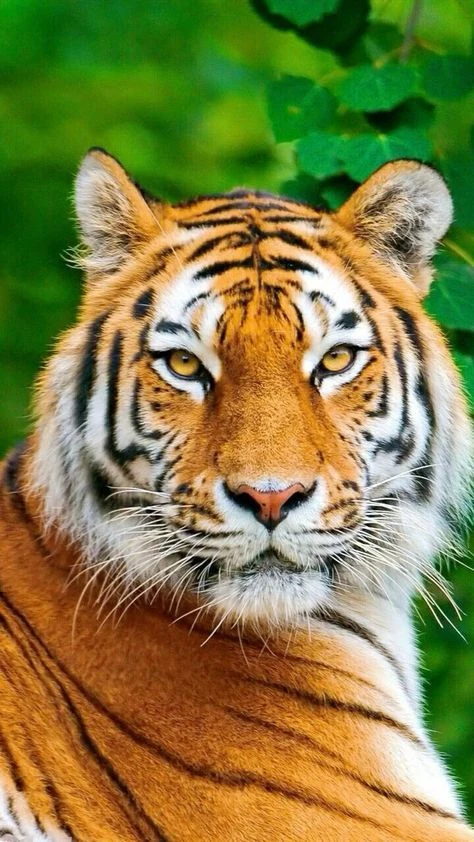 Сегодня  Международный день тигра — праздник, призванный напомнить нам о важности сохра...