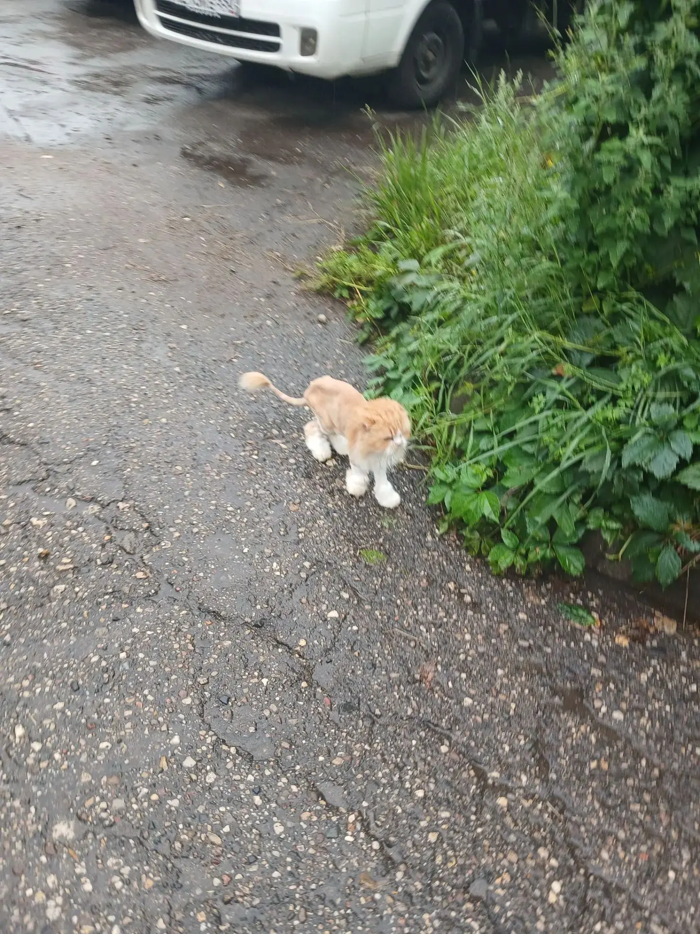 Чей потеряшка. Сидит под машиной на Задорожной 3А.