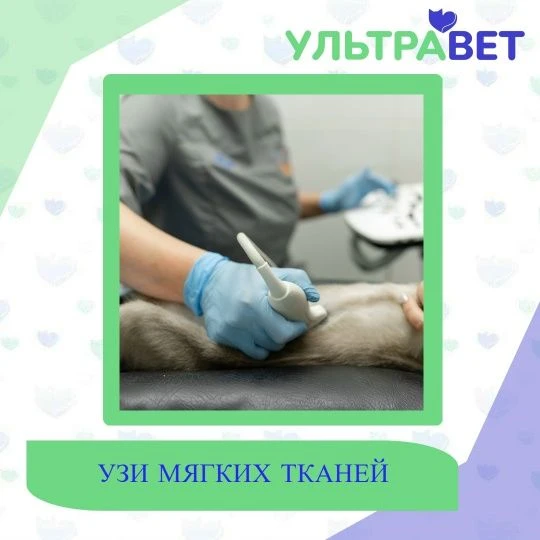 🐕🐱 УЗИ мягких тканей у собак и кошек 🐕🐱

Ультразвуковое исследование (УЗИ) мягких тканей у собак