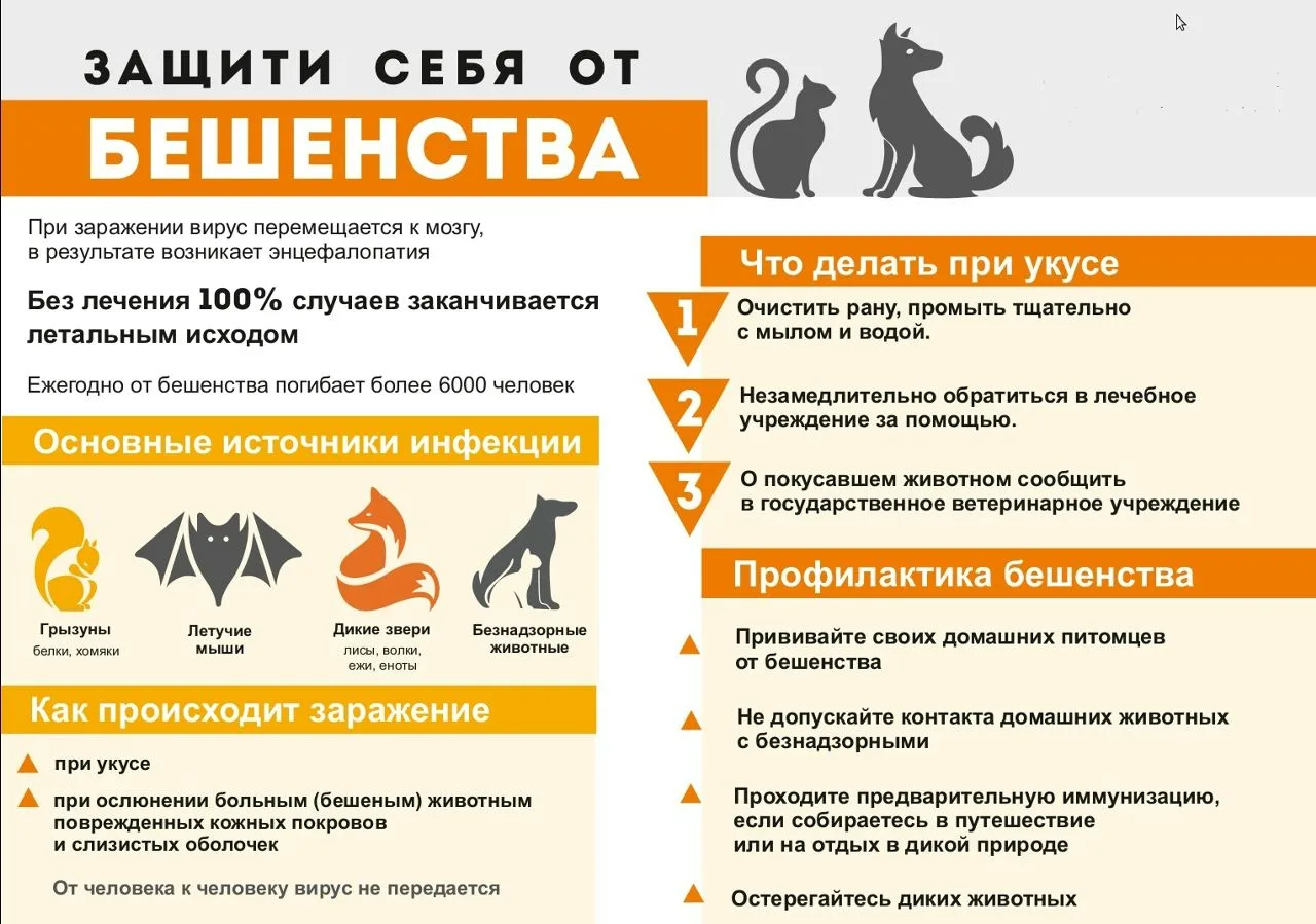 ✅Бешенство является одним из самых опасных вирусных заболеваний. Различают лесное и городское бешенс