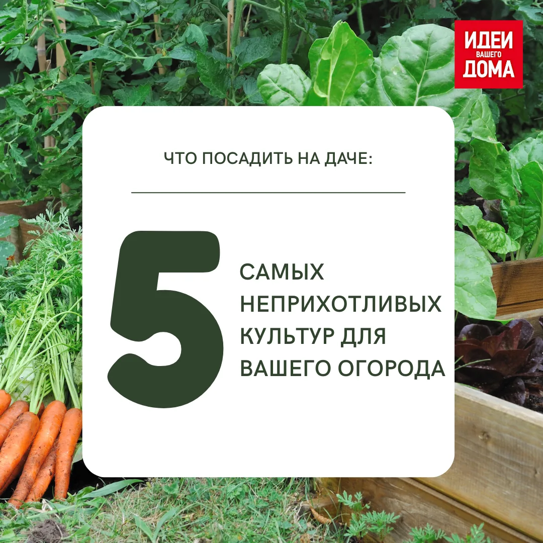 Морковь, петрушка — составили список для тех, кто хочет летом есть свежие овощи и зелень, не затрачи