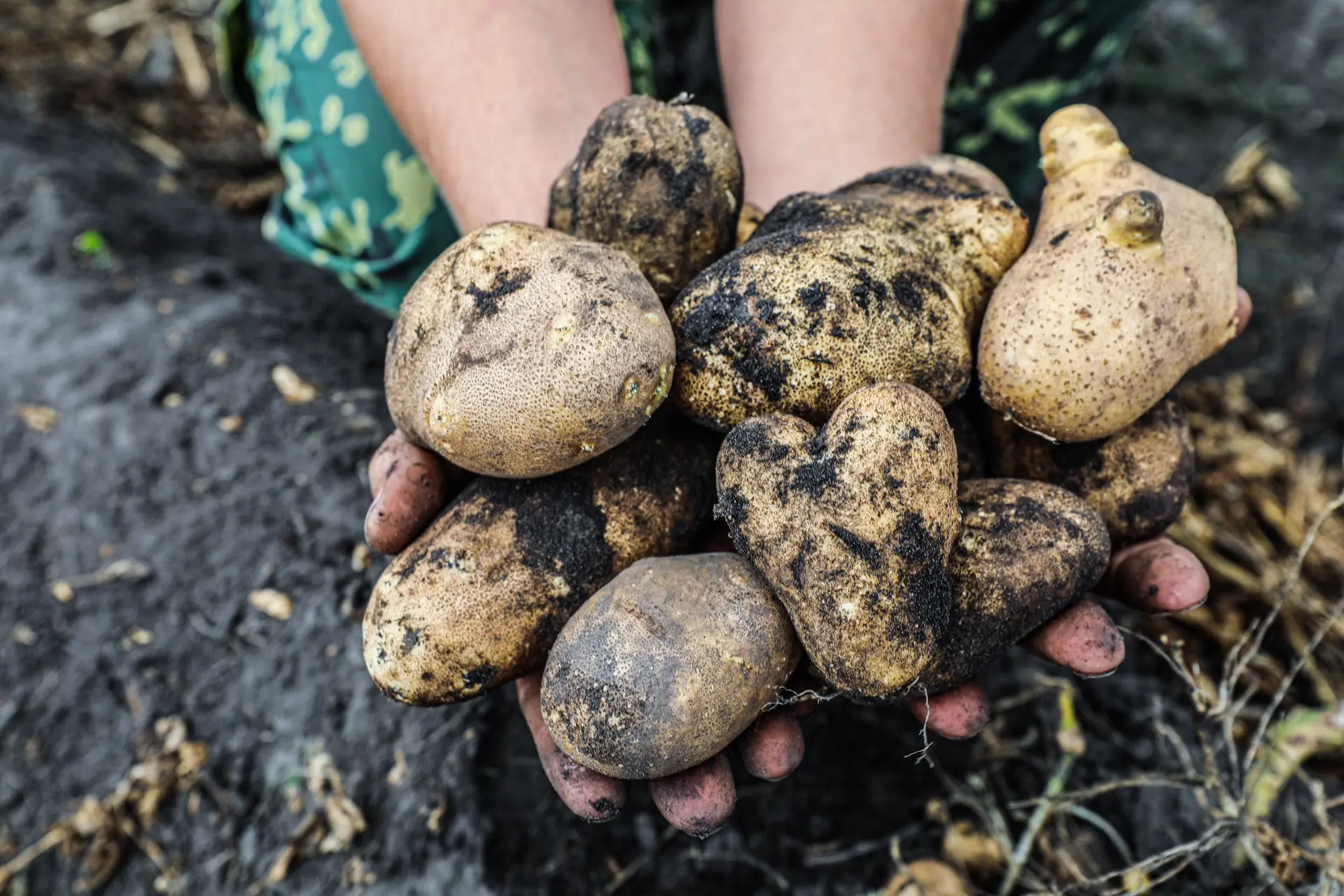 🥔 «Второй хлеб» начали убирать в организованном секторе производства региона