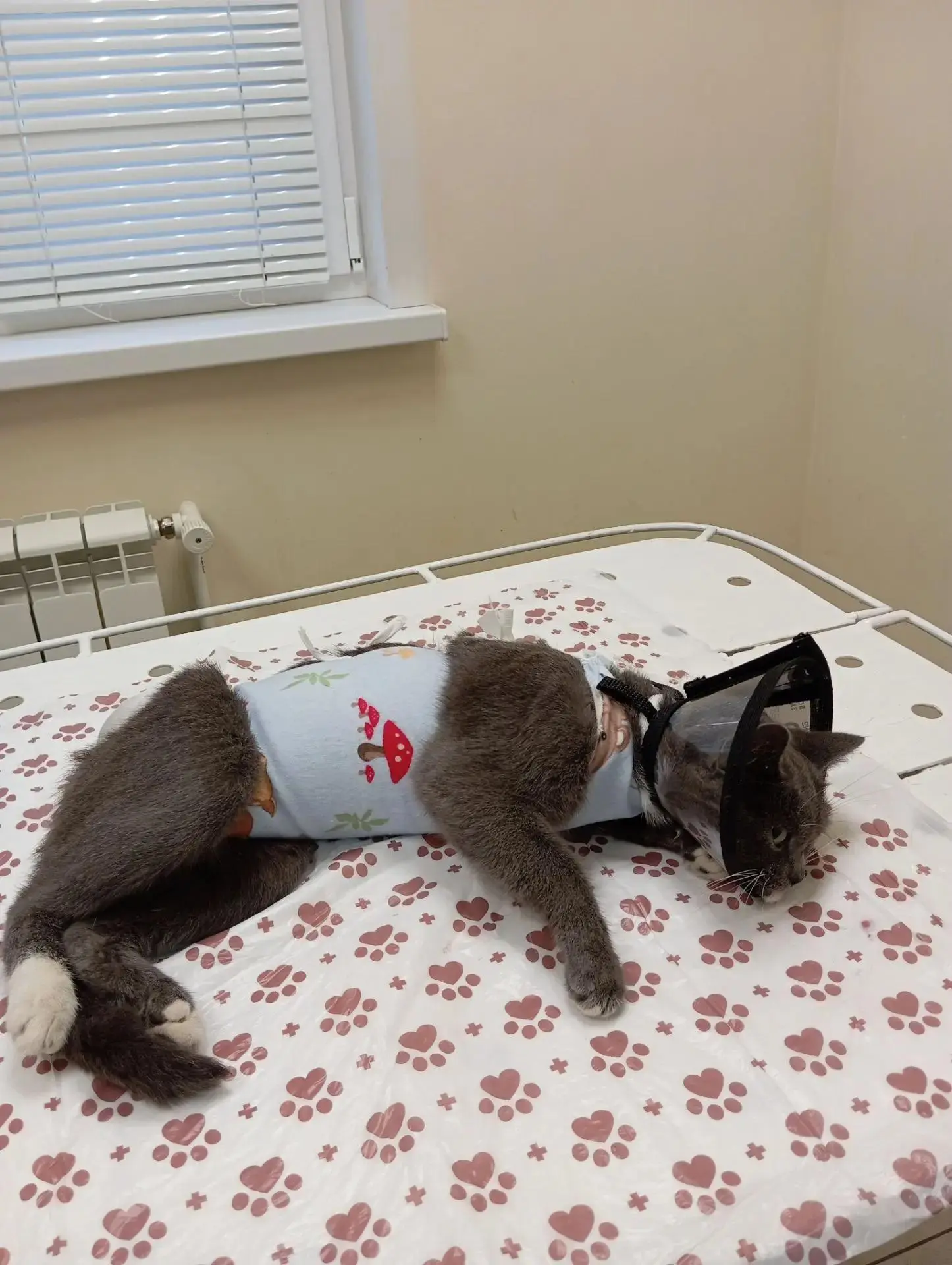 🐾Кошечке была успешна проведена овариогистерэктомия