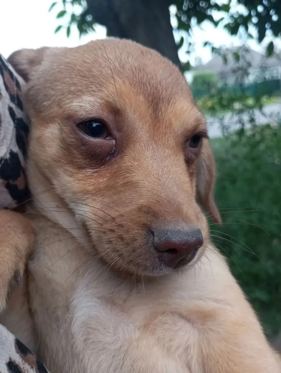 🆘🆘🆘Щенки на пристройство, будут не большими.Мальчик и девочка.☎+79494268062