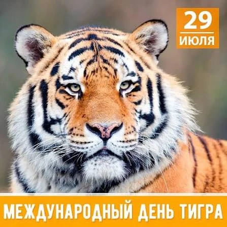 29 июля — Международный день тигра 🐅🐅.
✨️ Этот праздник был учрежден в 2010 году на «Тигрином самм