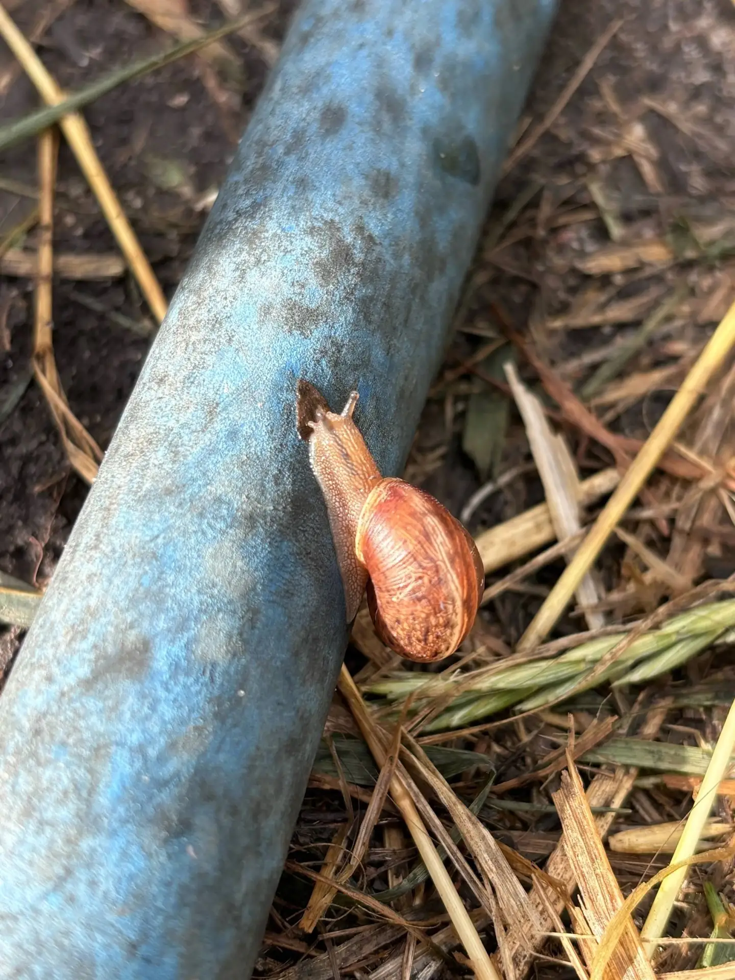 Доброе ленивое утро! 🐌
