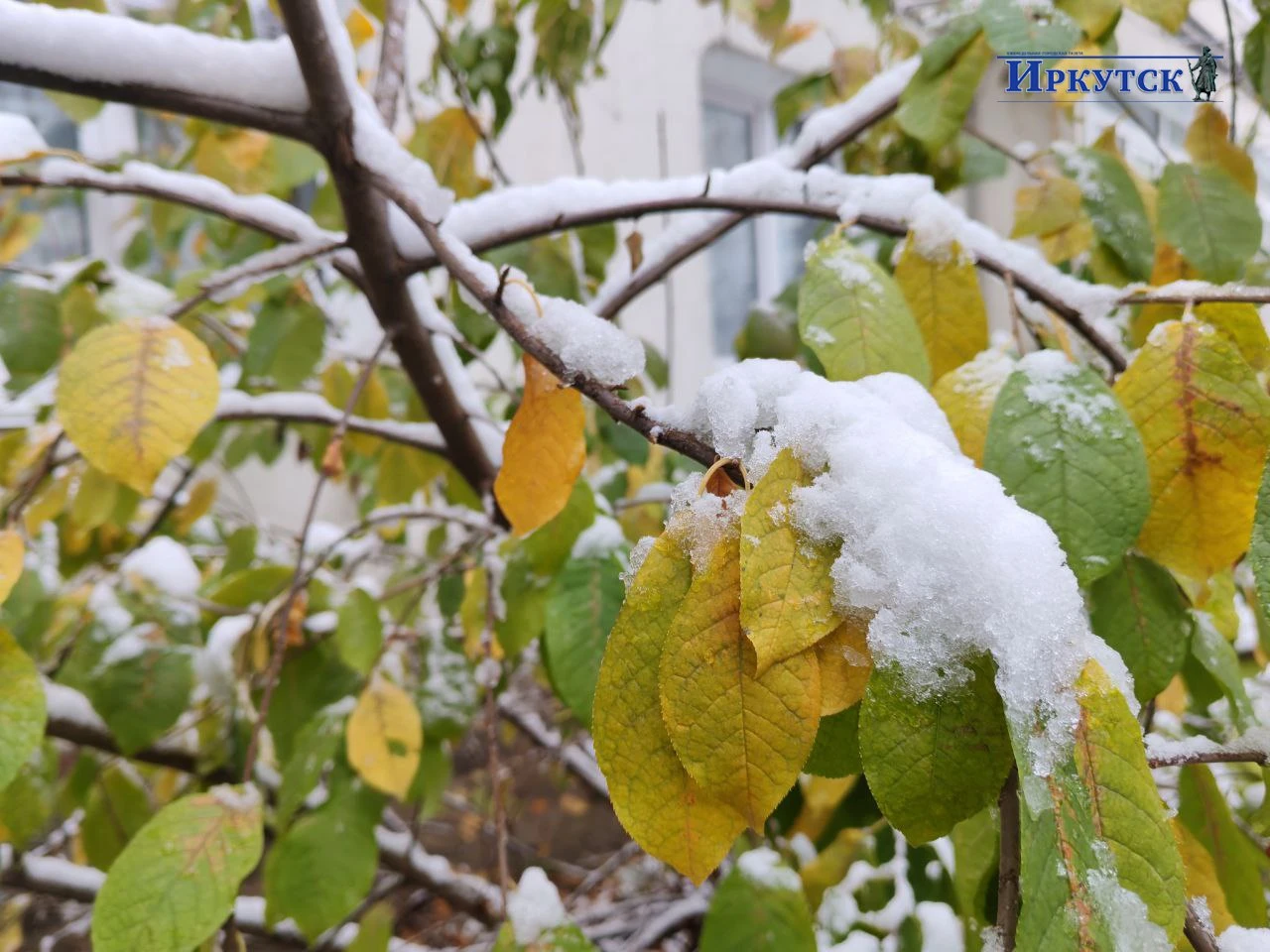 ❄ 🍁  Говорят, все познается в сравнении. В прошлом году в это время Иркутск уже засыпа...