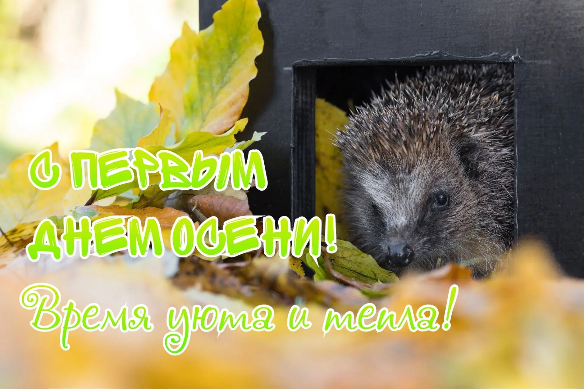 🍁Друзья, с первым днем 🍂осени! Пусть настроение в этот день, в отличие от даты на кал...
