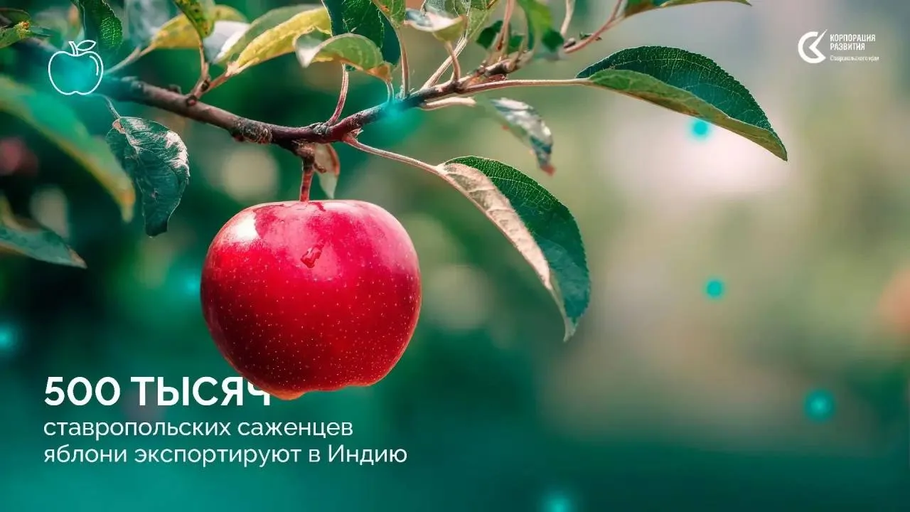 🍏 Полмиллиона ставропольских саженцев яблони экспортируют в Индию