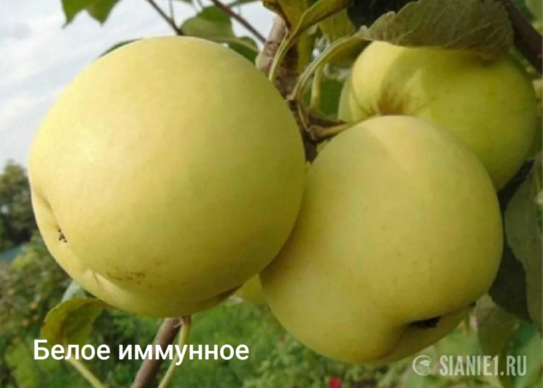 ЯБЛОНИ ДЛЯ ЛЮБИТЕЛЕЙ МЕДОВОГО ВКУСА