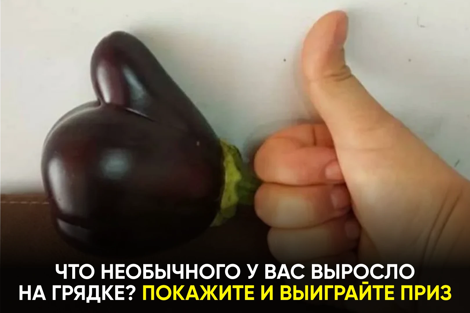 В Татарстане стартует новый фотоконкурс для дачников и огородников. Прием работ уже нач...