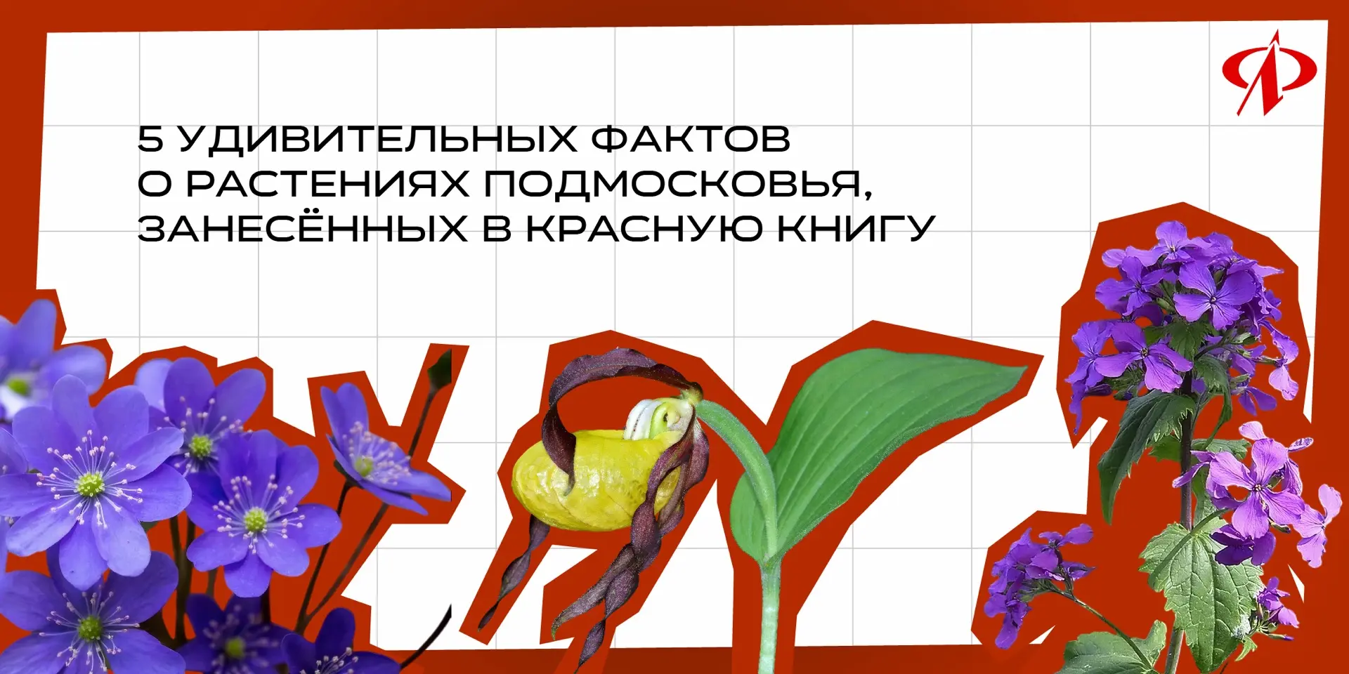 🌿 5 удивительных фактов о растениях Подмосковья, занесённых в Красную книгу 

Красная книга Московс