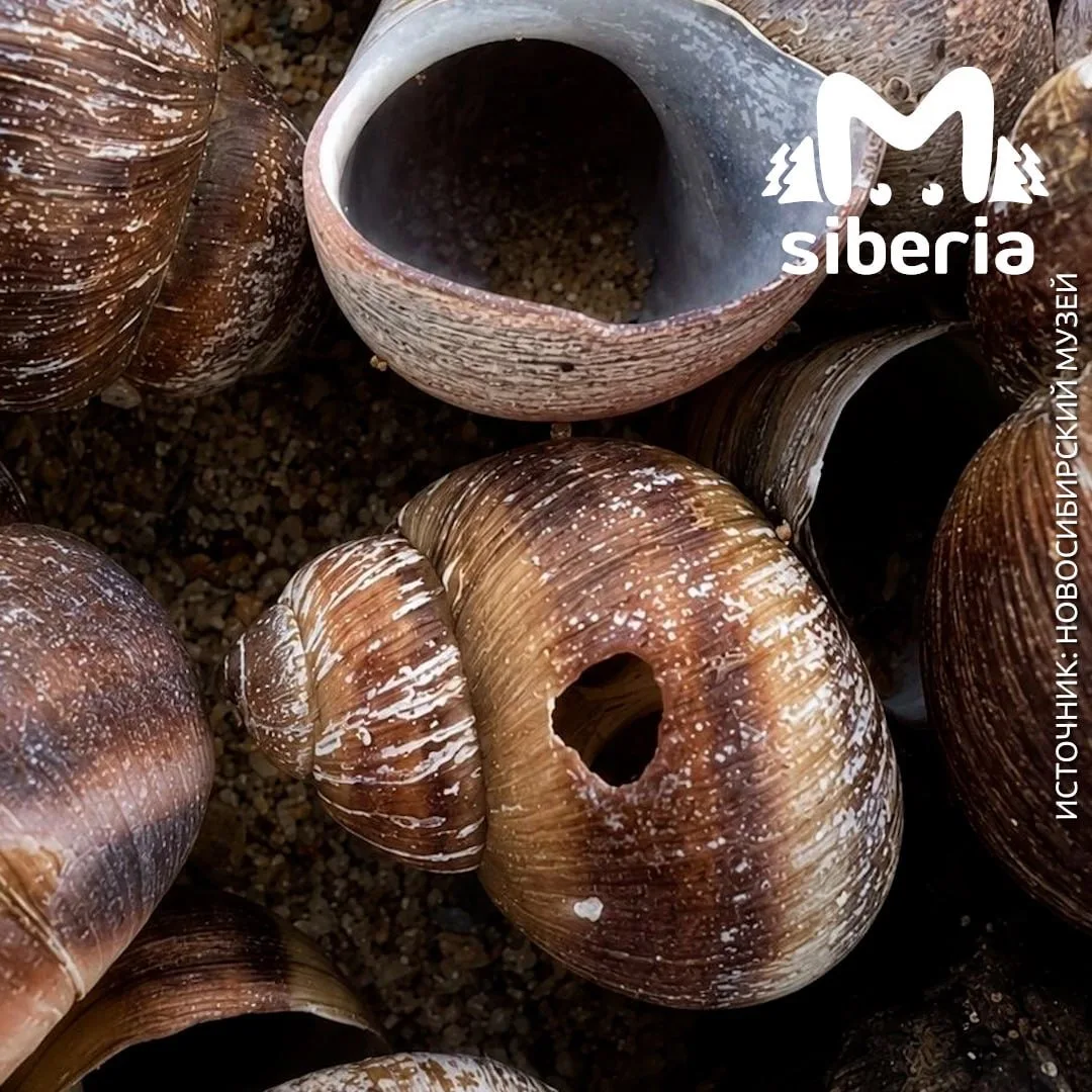 Европейские улитки захватили Обское море.

На берегах водохранилища — целые поля из раковин. Их оста