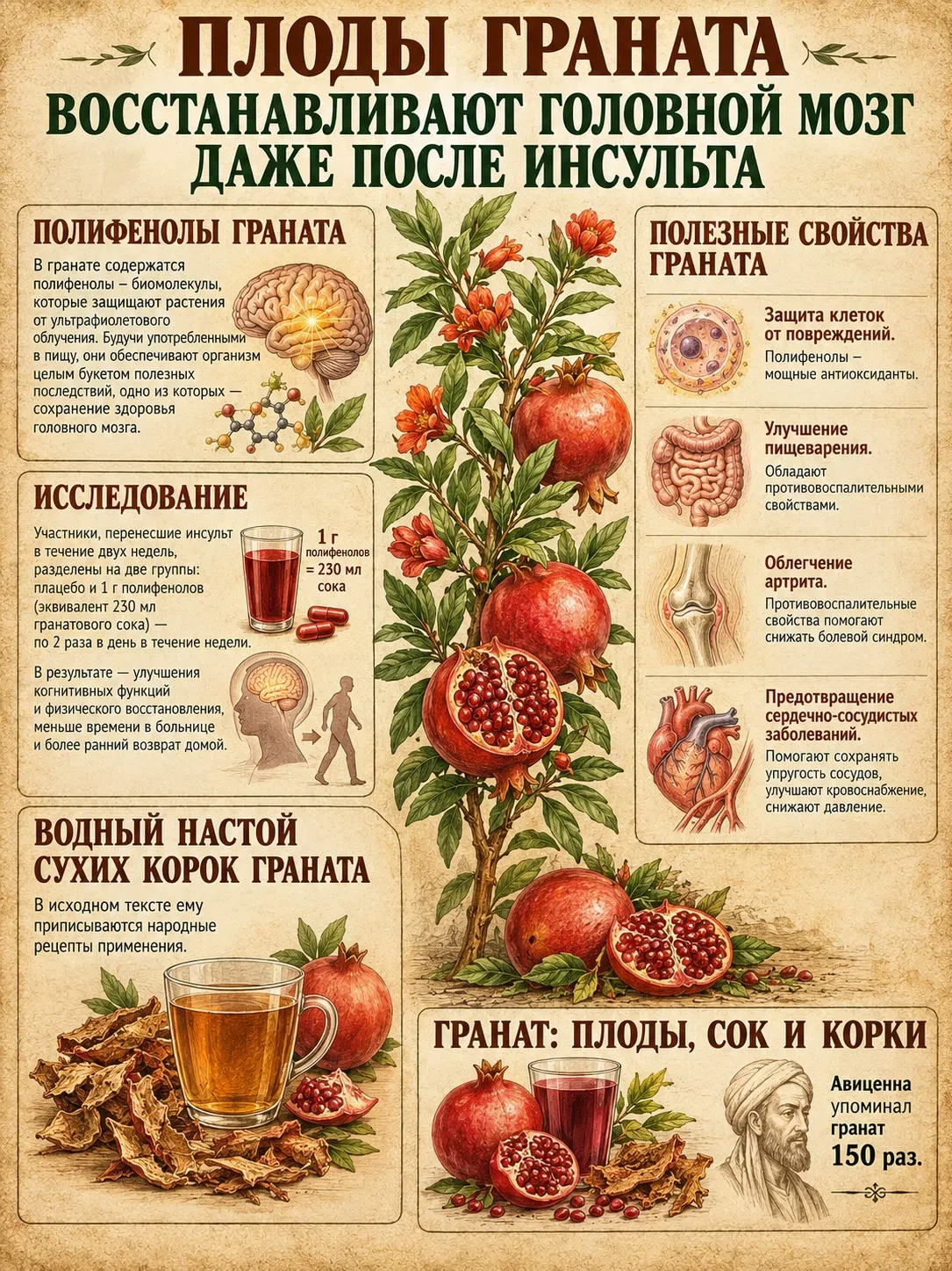 ПЛОДЫ ГРАНАТА ВОССТАНАВЛИВАЮТ ГОЛОВНОЙ МОЗГ ДАЖЕ ПОСЛЕ ИНСУЛЬТА